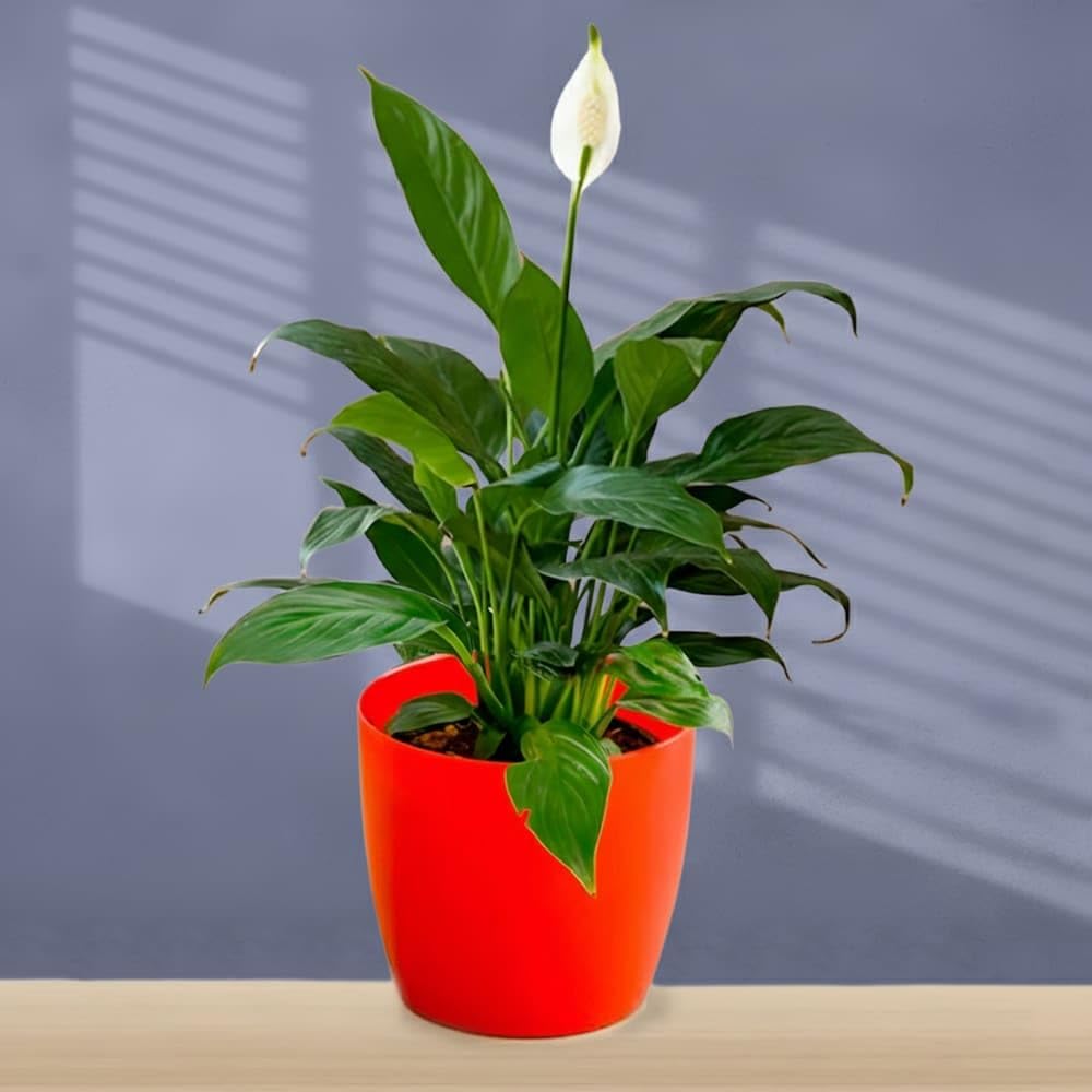 Peace Lily Live Plant Spathiphyllum with White Blooms zx5 | Air