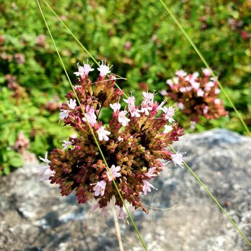 semillas de orégano resistentes orégano raras, semillas orgánicas, cobertura del suelo 40pcs