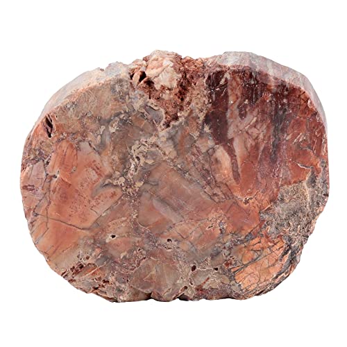 Image of Amogeeli Natural Petrified Wood Slice Stone Specimen for Collection, Irregular Mineral Crystal Decoration for Home & Office, Small