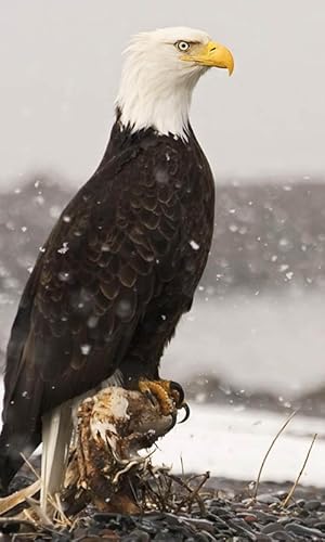 papel de parede de águia