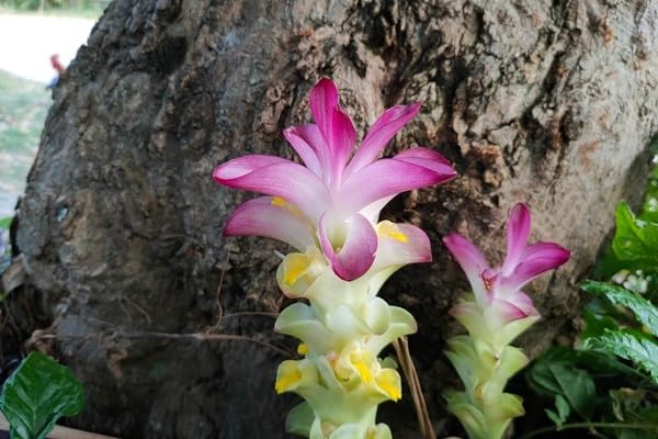 Curcuma aeruginosa 'Indian Surprise' - Magenta, Heat-Loving Ginger, Pack of 3 Perennial rhizomes by The Southern Bulb Company