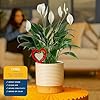 Costa Farms Peace Lily Live Indoor Plant, Spathiphyllum in Decorative Pot, Easy Care Houseplant, Natural Air Purifier, Flowering Office or Home Decor, Gift, 14-24 Inches Tall #4