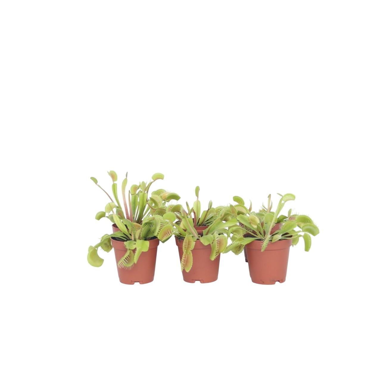 Plant in a Box - Dionaea Muscipula - Venus piège à mouches - Lot de 6 - Plante carnivore - Plante d'intérieur - Pot 5,5cm - Hauteur 5-10cm
