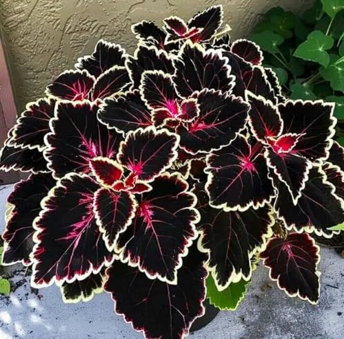 Bloom Year After Year hostas Plants Ornamental Flowers/Hardy Perennial/Wedding Flowers-15bulbs-d