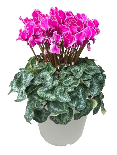 Ԃ̃Mtg VN Mtg v[g  A  a 7  h[p[v