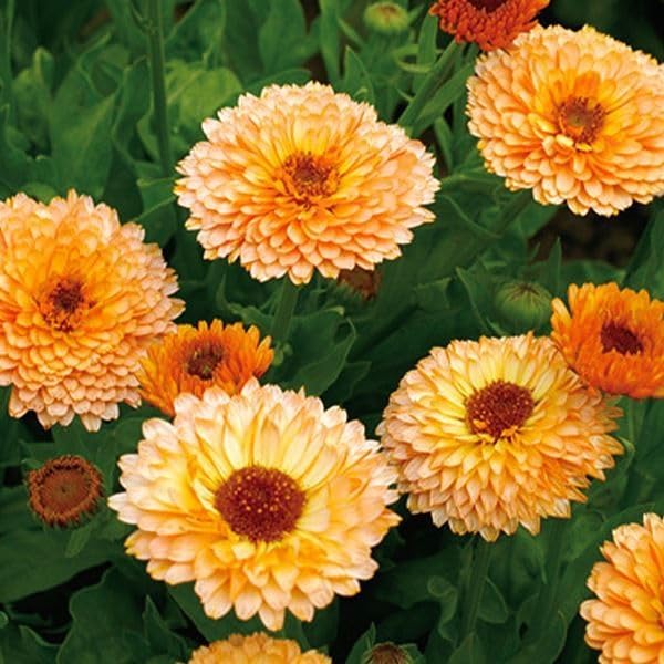 種子の王冠　Crown of Seeds 日本語　NF 種子の王冠 Crown of Seeds 日本語 NF Amazon.co.jp: マジックザ