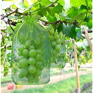 Druivenbeschermzak, 20 x 30 cm, fruitbeschermzak, organzazak met trekkoord, tuinnettas, fruitbeschermzak ter bescherming tegen wespenvraat, vogels, kersenvlieg en andere insecten, groen