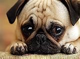 DIY 5D Full Drill Pug Dog Square Diamond Painting by Number Kits for Adults and Children Crystal...