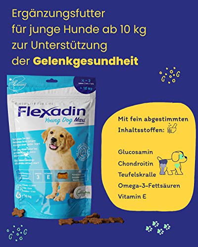 Flexadin® Young Dog Maxi| Für gesunde Gelenke von Jungen Hunden ab 10 kg | mit Glucosamin, Chondroitin, Omega-3, Teufelskralle – 60 Gelenkleckerli