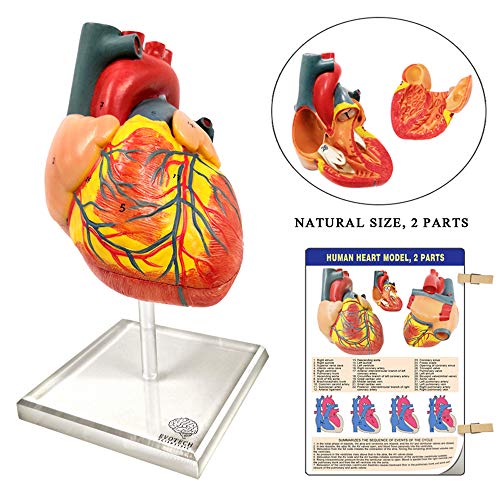 Image of EVOTECH SCIENTIFIC Human Body, Skeleton, Heart, Half Size Skull with Brain Models, Anatomical Cubes-Best Anatomy Model Bundle Set of 5 Hands-on 3D Model for Medical Student Educationan