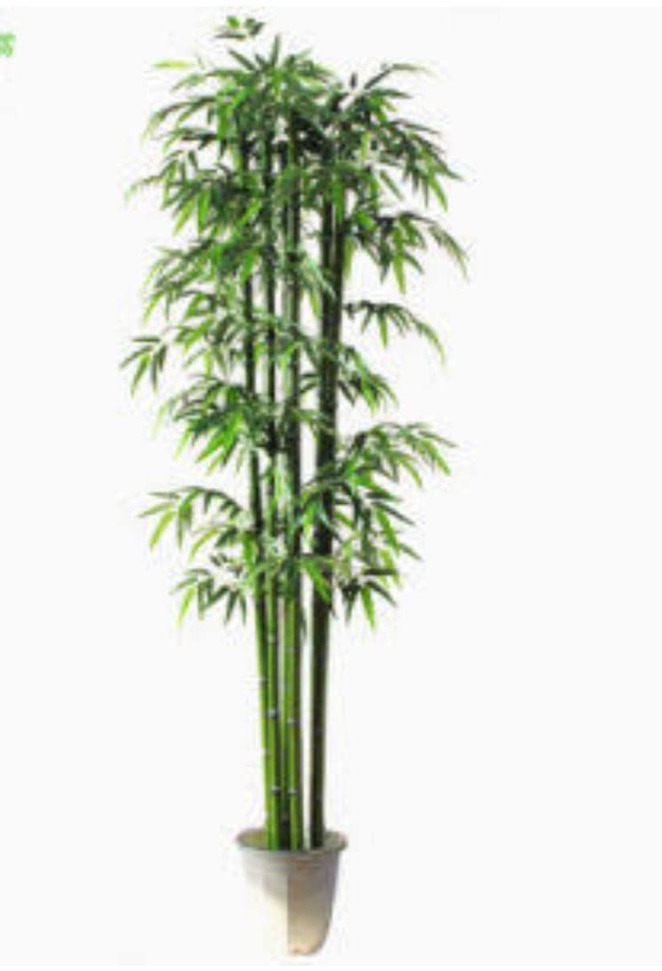 See full amazon price history chart for NEW DEBNATH NURSERY Golden Bamboo Plant Holy And Fengsui Golden Bamboo Live Plant NEW DEBNATH NURSERY Golden Bamboo Plant Holy And Fengsui Golden Bamboo Live Plant (B0BSFMY8T4) Amazon Price History, Amazon Price Tracker