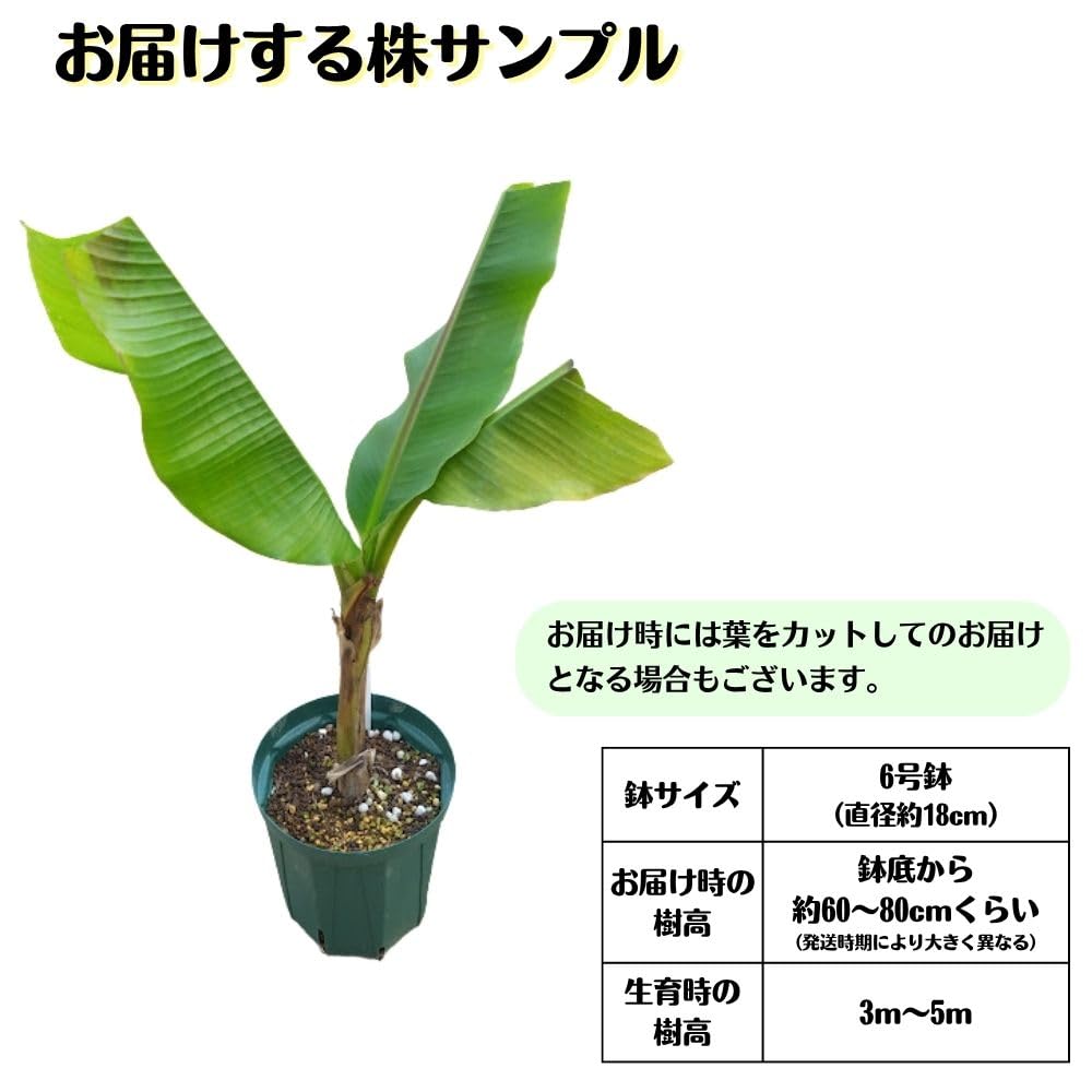 Amazon.co.jp: 耐寒性バナナ バショウ 6号鉢大株 ジャパニーズバナナ