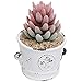 MyGift Rustic White Ceramic Succulent Planters - 4 Inch Mini Cactus Pots with Fleur-de-Lis Design, Set of 2