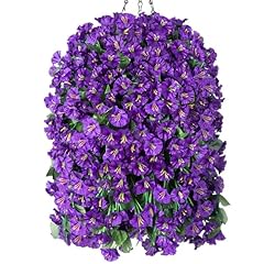 Purple Morning Glory