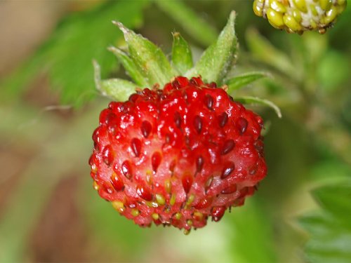 100 Vesca Baron Strawberry Solemacher Berry Fragari Fruit Seedscomb S/H #TOP1