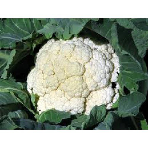 PREMIER SEEDS DIRECT - CAULIFLOWER - SNOWBALL - 2 GRAM ~ 500 SEEDS (ORGANIC)