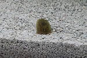 Triops King Urzeitkrebse Starter Set - Triops Cancriformis Aus Deutschland