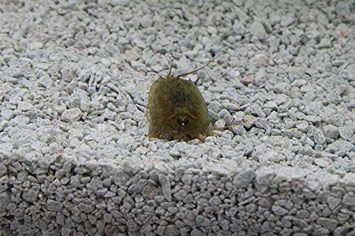 Triops Cancriformis Urzeitkrebse Starter Set mit ca. 150 Urzeitkrebs-Eiern/Zysten Deutschland, Anleitung zur Zucht und Jungtier-Futter - Züchte jetzt Deine eigenen Urzeitkrebse