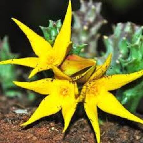 3pcs Yellow Carrion Gorgeous Stapelia Succulent Plant Seeds