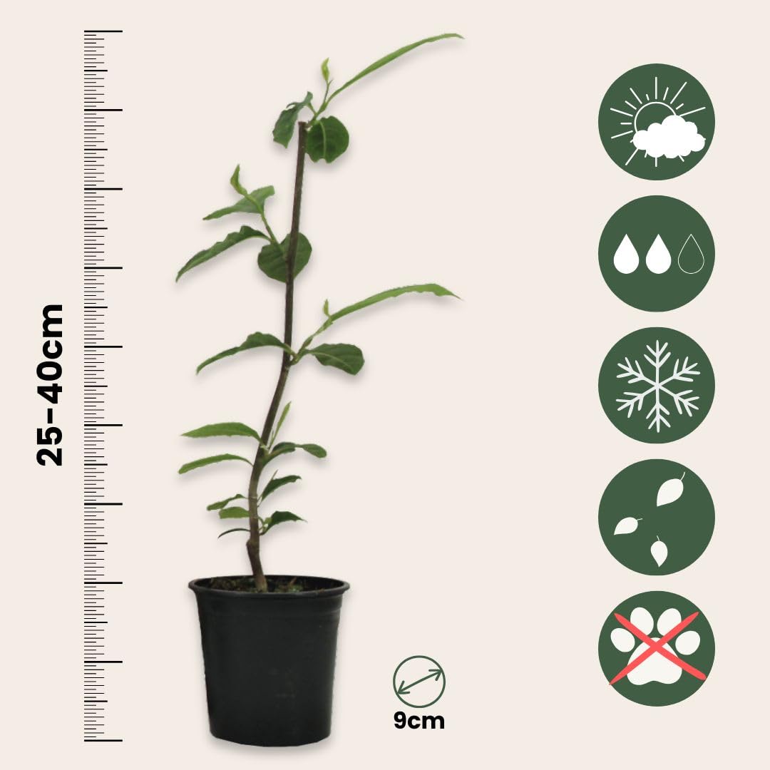Plant in a Box - Magnolia - Mix di 3 - Magnolia Susan, Soulangeana, Stellata - Vaso 9cm - Altezza 25-40cm