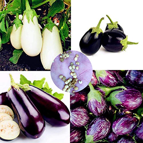 Imperial Aubergine-Samen, nahrhaftes Gemüse, Garten, Hinterhof, Pflanzen, Aubergine, Samen für Frauen, Männer, Kinder, Anfänger, Gärtner, Geschenk, 200 Stück Cover