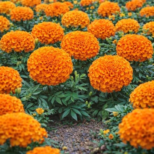 Korrel Seeds African Marigold KS2628 – Semi Tall (60–75 cm) | Professional Nursery & Commercial Grade Flower Seeds | Bulk Packs for Farmers & Growers (Orange, 1000 Gm (1Kg))