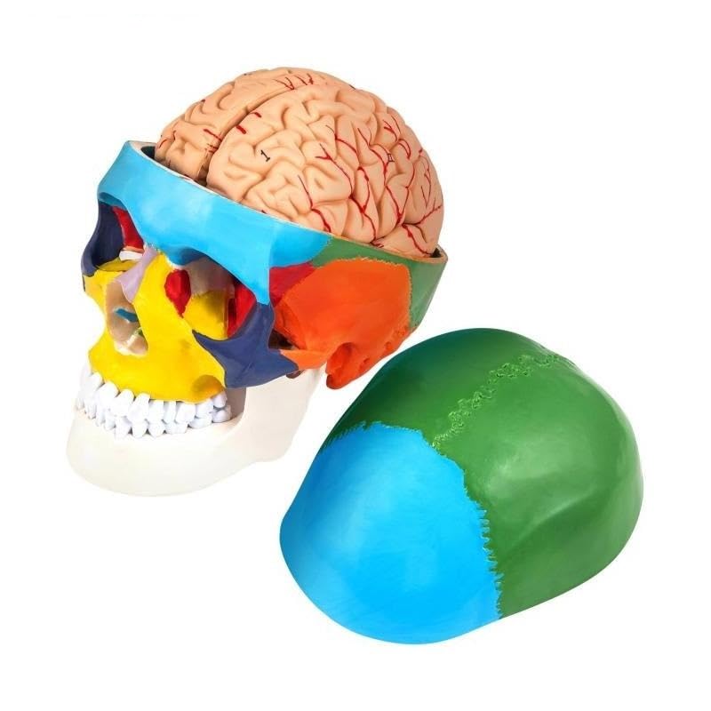 1:1 odłączany 8-częściowy model ludzkiej czaszki anatomia kolorowy medyczny materiał PVC do nauczania badanie wyjaśnianie pacjenta