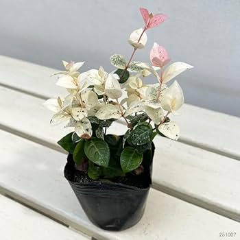 ハツユキカズラ！長さ0.2〜0.35！35ポット ハツユキカズラ！長さ0.2〜0.35！35ポット