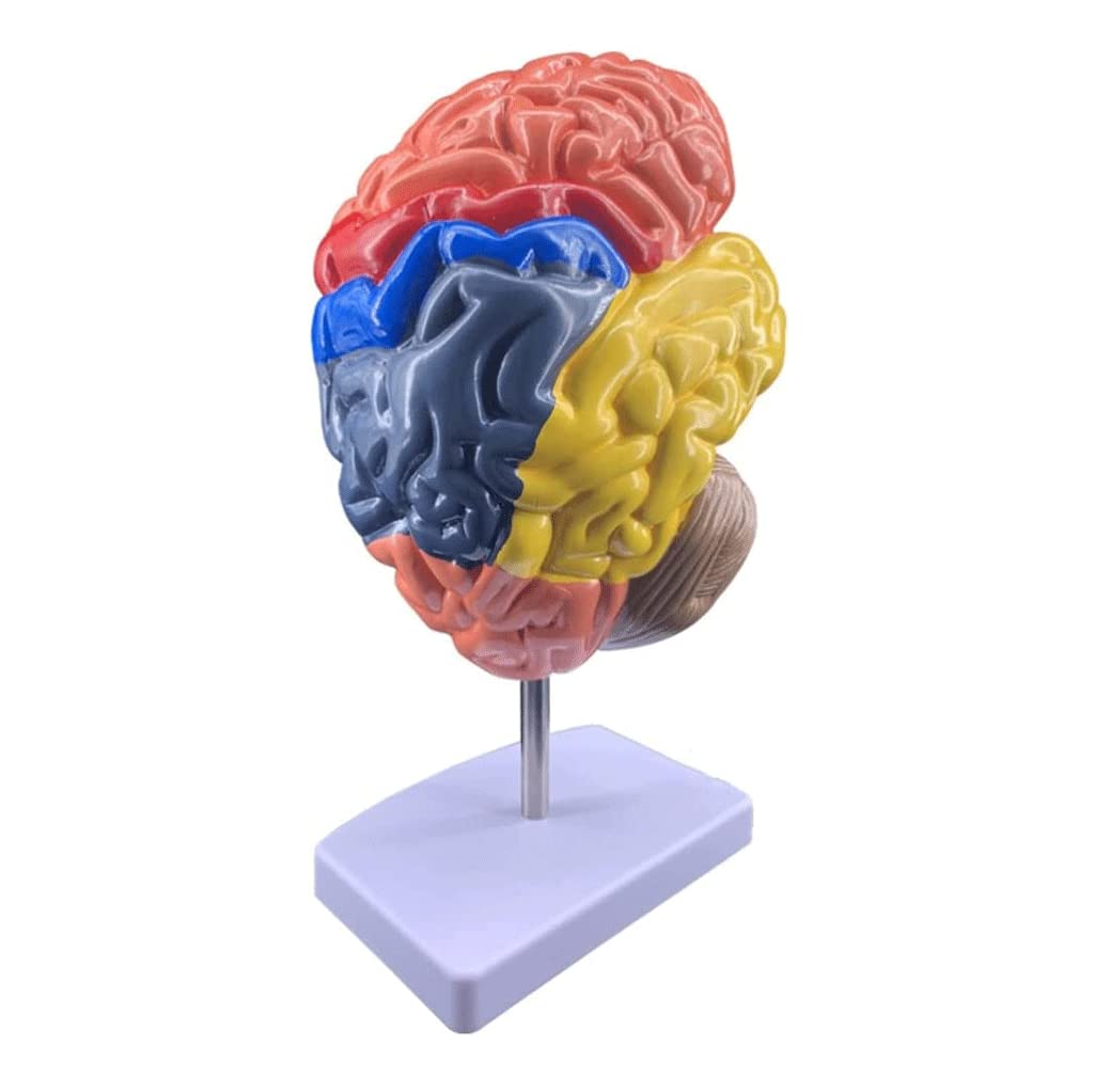 Kmart AR Anatomy Professional Model Brain Unboxing Kmart, 52 OFF