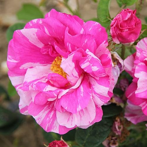 Carbeth Plants Rose Bush Mundi - 1 Rose Plant in 3L Pot