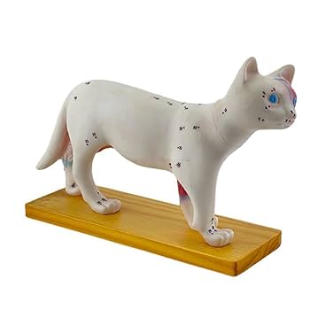 Amazon.co.jp: 鍼灸用猫の解剖モデル 動物の解剖モデル 猫の解剖