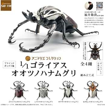 ゴライアス メレアグリス 99㎜ 標本 ゴライアス メレアグリス 99㎜ 標本 ゴライアス メレアグリス 99