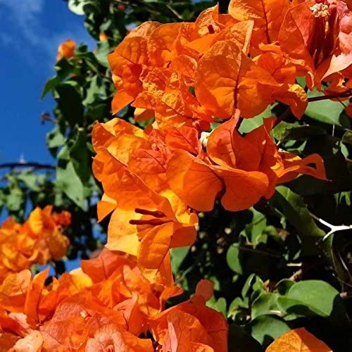Healthy Vibe Bougainvillea Flowers Flowering Plant Garden Decorative Healthy Live Plant. (BOUGAINVILLEA ORANGE) (B0BZYGCG7X) Amazon Price History, Amazon Price Tracker