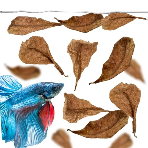 JOR 60 Pcs Mini Catappa Indian Almond Leaves for...