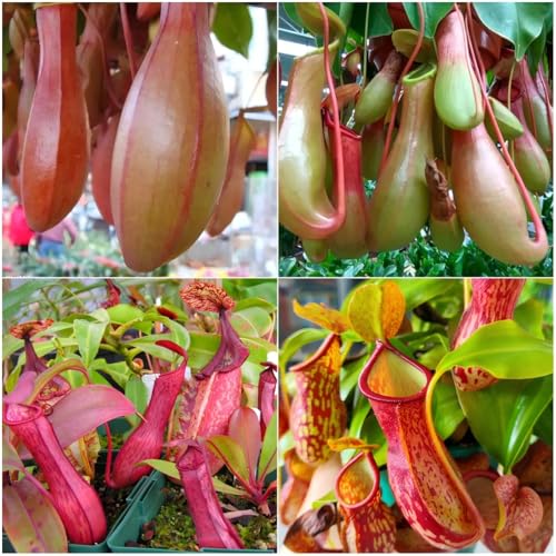 150+ Nepenthes Seeds - Tropical Carnivorous Plants Unique Pitcher Shapes for Balcony & Garden Decoration Moisture -Tolerant Easy Care
