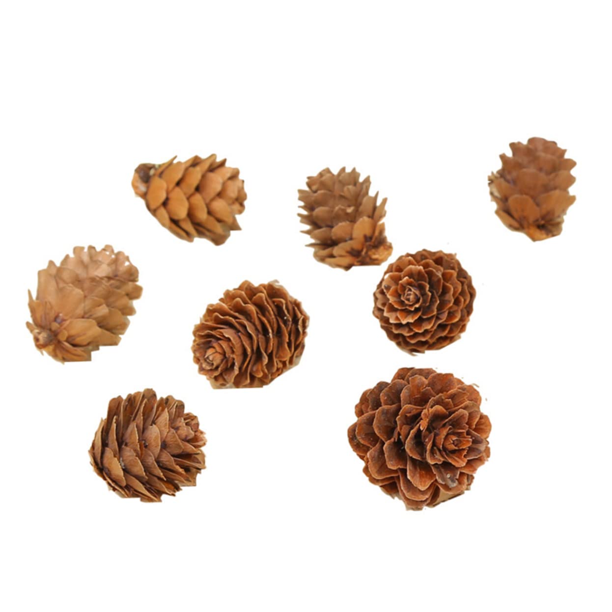 Ciieeo 210 Piezas Piñas Naturales Decoraciones de Piñas Secas Hogar para Acción de Gracias y Navidad Adorno Vegetal