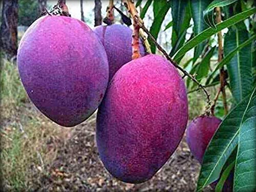 InGreen 12 Months || All Seasonal || ??? ???? || Mango Live plant || Hybrid & Dwarfs Variant. 2 Feet Height Grafted Live Plant., Green
