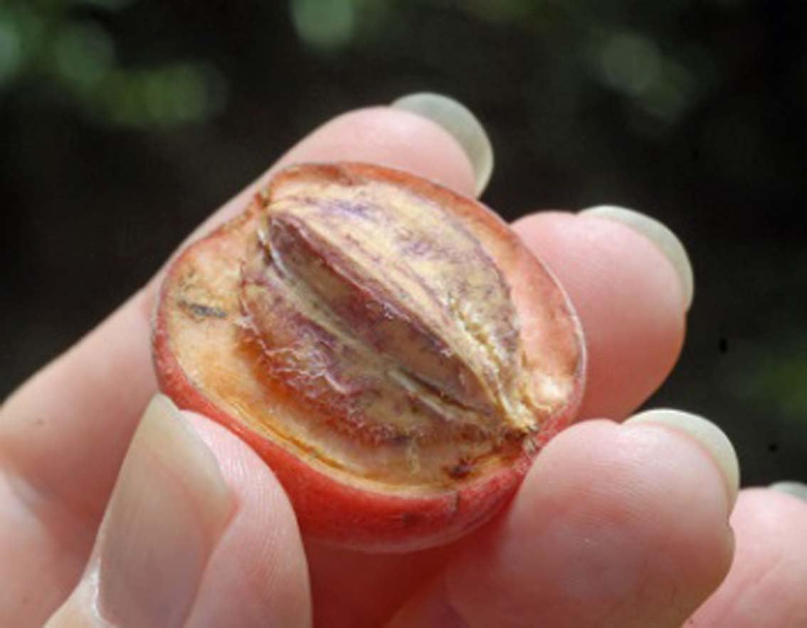 Oxiflora"Blushwood Berry Fruit/miracle berry"Grafted hybrid fruit plant - 1 Healthy Live 'Berry Fruit Plant' 1.5-2 Ft Height in Nursery Grow Bag for ...