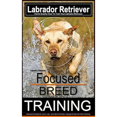 Labrador Retriever, Here's Exactly How To Train Your Labrador Retriever
