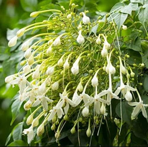Plant Nursery Online Pno Millingtonia Hortensis, Tree Jasmine, Indian Cork Plants(Pack Of 2) - Live Plants Jasmine For Garden/Jasmine Flower Tree