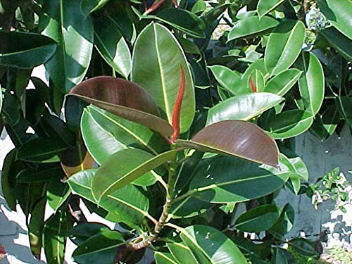 1 Rubber Tree Seeds