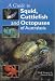 A Guide to Squid, Cuttlefish and Octopuses of Australasia