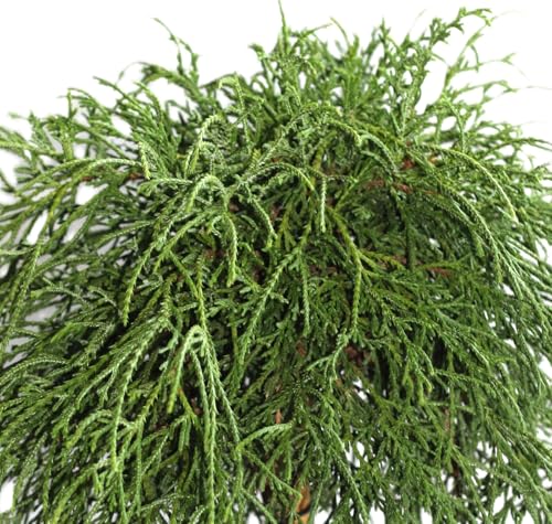 Cipresso di filo verde chamaecyparis 'filifera nana' 20-25 cm resistente all'inverno