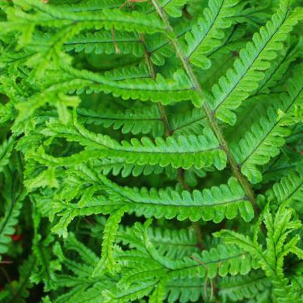6x Goldschuppenfarn - Dryopteris affinis - Topf 9x9cm - Beliebter Gartenfarn