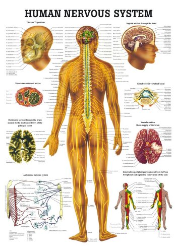 Anatomical Worldwide CH05 The Human Nervous System Laminated Anatomy Chart