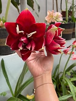 SVG® Imported Double Amaryllis Lily Flower Bulbs for Planting and Gardening, Pack Of 2 Bulbs (Dark Red)