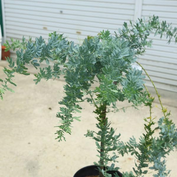 Amazon.co.jp: 現品庭木 植木：銀葉アカシア ミモザ 現品限り*ギンヨウ