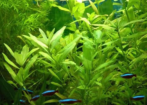 Hygrophila Corymbosa Live Aquarium Oxygen Plant Decorative Freshwater Stem Plant for Fish Tank (3 Healthy Live Plant)-picture-34