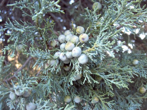 Alligator Juniper, Juniperus Deppeana Pachyphlaea, Tree Seeds (Hardy Evergreen) (60) #TOP1