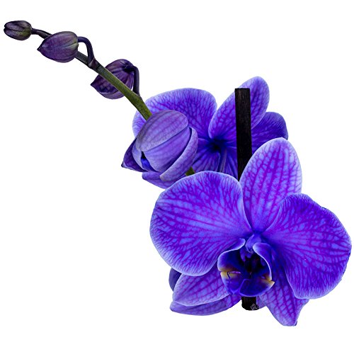Decoblooms Living Purple Orchid Plant - 3 Inch Blooms - Fresh Flowering Home Décor #TOP2